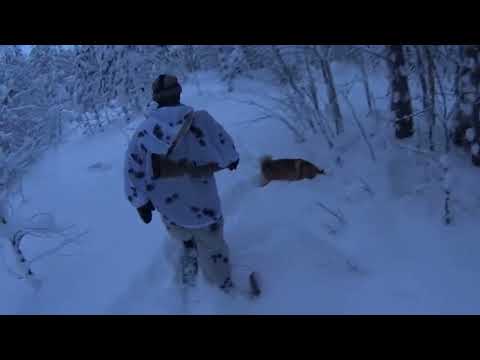 Видео: Выезд на снегоходе в избу с ночевкой. Охота на лыжах зимой по боровой.