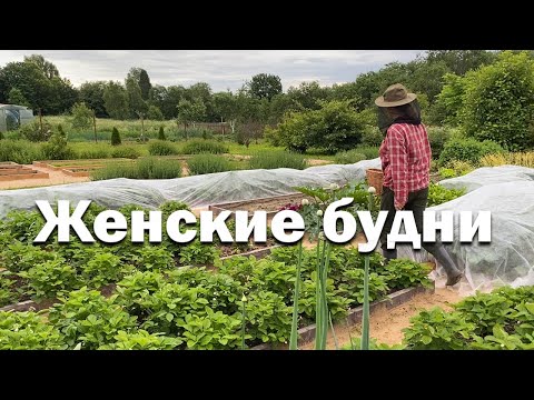 Видео: За вторым когда? // клубника ведрами // сад в деревне