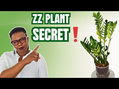 Видео: Крупнейший процесс перевода почвы из ZZ Plant в лека. Объяснение для начинающих.