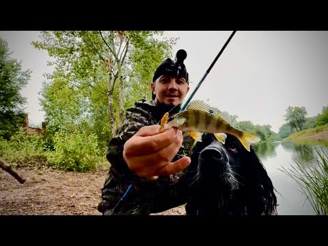 Видео: Рыбалка на спиннинг на отводной поводок, первая рыбалка с собакой. ловля окуня, река АШКАДАР