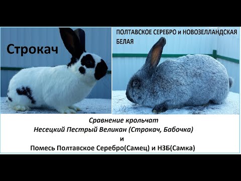 Видео: Сравнение крольчат Немецкий Пестрый Великан(Бабочка, Строкач) и Полтавское серебро с НЗБ( Самка)