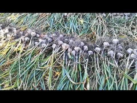 Видео: Как сушить и хранить озимый чеснок до посадки.
