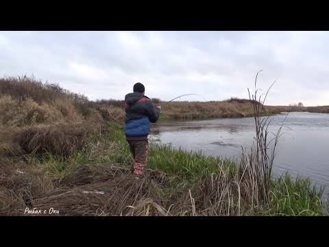 Видео: ХИЩНЫЙ Стационарный ПОПЛАВОК на ЩУКУ! Рыбалка на Живца-СПИННИНГ в НОЯБРЕ! ЧТО ЛУЧШЕ?!