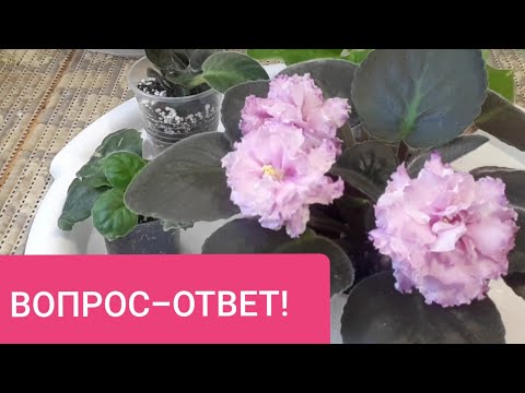 Видео: 1. Отвечаю на Ваши вопросы - Как ухаживать за Фиалками?