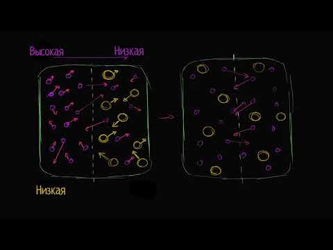 Видео: Градиенты концентрации (видео 3) | Мембранный транспорт | Биология