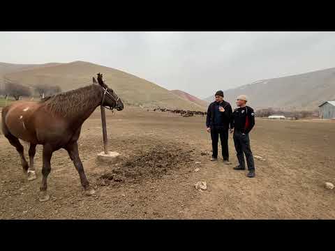 Видео: Легендарный Ачыдан чыккан аттар “ ЖАДИ” & “ЖАМБАШ” алардын урпактары тууралуу маек.