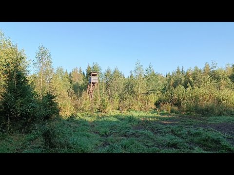 Видео: Разведка нового леса. Кабаньими тропами.