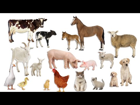 Видео: ҮЙ ЖАНУАРЛАРЫ ЖӘНЕ ОЛАРДЫҢ ТӨЛДЕРІ