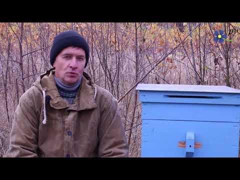 Видео: Заболели пчелы. Как определить чем?