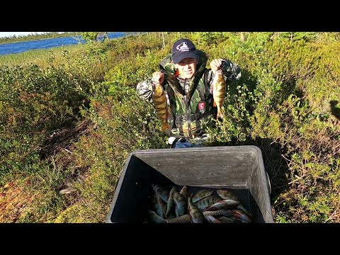 Видео: ОКУНЯ ХОТИМ, ХОТИМ ОКУНЯ)! РЫБАЛКА НА ЗАБЫТОМ ОЗЕРЕ! ГОРБАТЕНЬКИЕ НА ГАЛЬЯНА И БЛЕСНУ С ЛОДКИ)))!