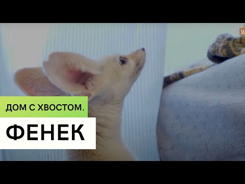 Видео: Фенек \ Содержание экзотических животных дома \Дом с хвостом