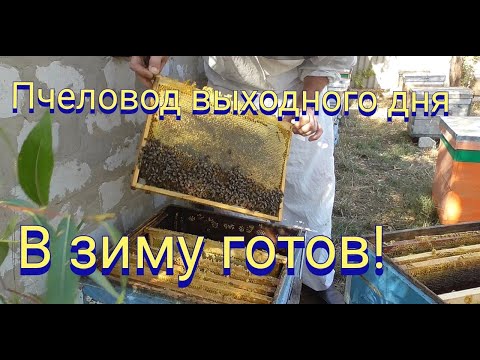 Видео: Собрал гнездо пчелосемьи в зиму.
