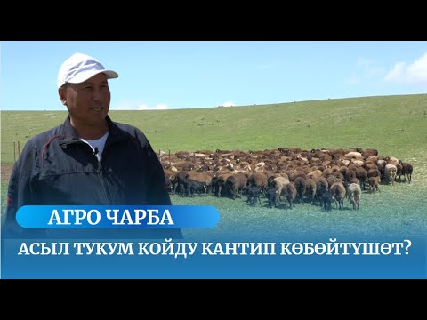 Видео: Асыл тукум койду кантип көбөйтүшөт? / АГРО ЧАРБА көрсөтүүсү