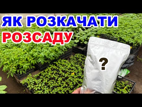 Видео: Чим підживити розсаду помідорів ? Перевірені способи !