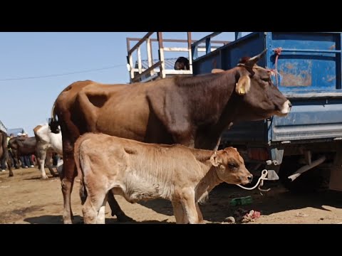 Видео: 14/ Сентябр УЙЛАРДЫН баалары