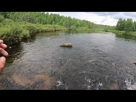 Видео: Таёжная речка🌲. Попали на рыбный перекат. Ловим хайрюза на муху👍🔥