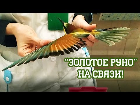 Видео: Приветы из лета! Наши птицы на приеме у Марии Маркиной