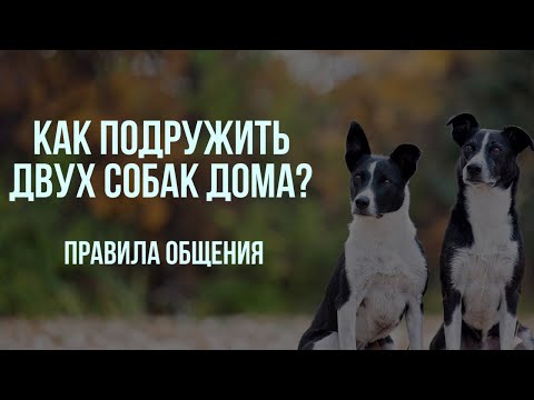 Видео: Вторая собака в доме. Как избежать конфликтов и ревности? Правила общения двух и более собак