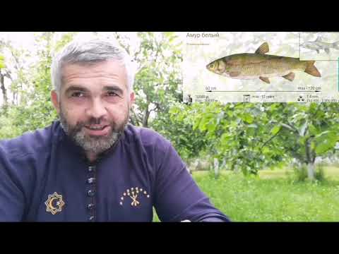 Видео: Зеркальный карп. Белый амур. Толстолобик.