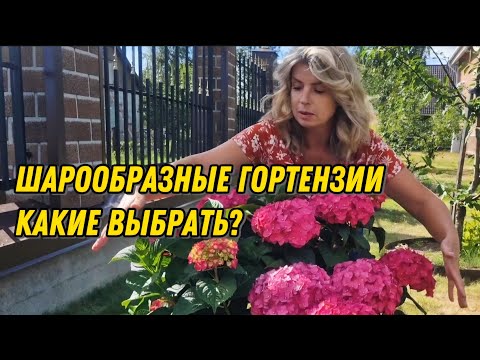 Видео: Гортензии: Анабель,  Свит Анабель,  Саммер Лав