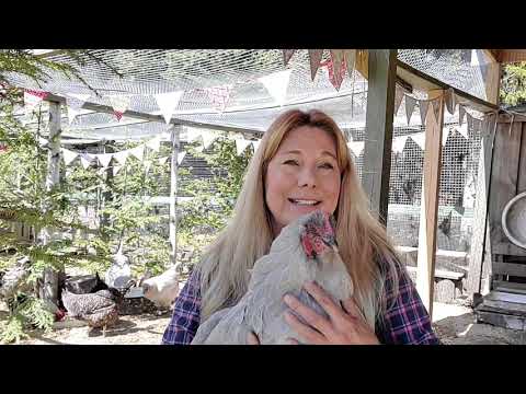 Видео: Простой метод добавления новых цыплят в стадо