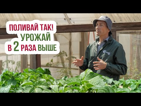 Видео: Как поливать картофель: чем, когда, сколько и как правильно? Полив картофеля на огороде