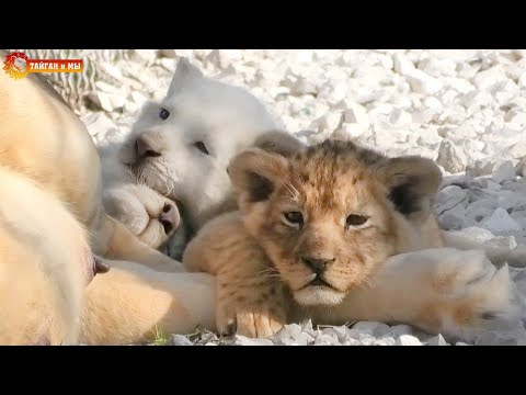 Видео: Желток, Белок и Яйко - разноцветные львята Лейлы. Тайган. Multi-colored lion cubs. Taigan.