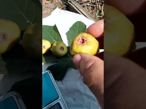 Видео: Инжир.Условный Белый Адриатическим.