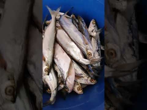 Видео: Вимочую і вивішую чехонь після засолки. Експериментальний спосіб сушки риби.