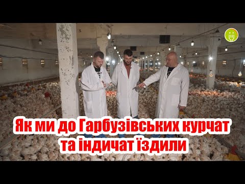 Видео: Як ми до Гарбузівських курчат та індичат їздили