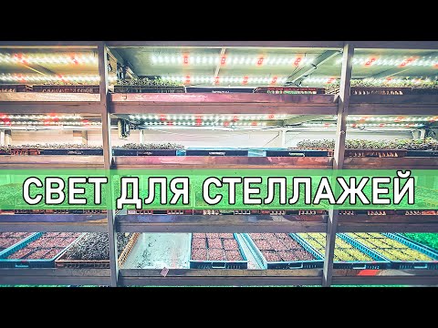 Видео: Размещение ламп при стеллажном выращивании микрозелени на ситифермах.