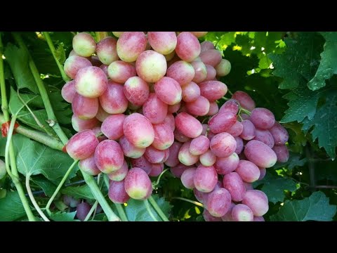 Видео: БАСАНТИ И ФРАНТ! 🍇🍇🍇WhatsApp и Viber+79528500417, Тел. +78054033245.