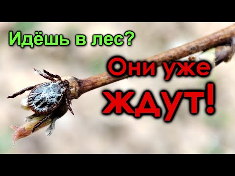 Видео: За берёзовым соком в конце марта! Часть 1