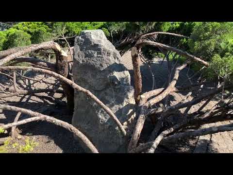 Видео: Формування ялівця. Ландшафтний дизайн.