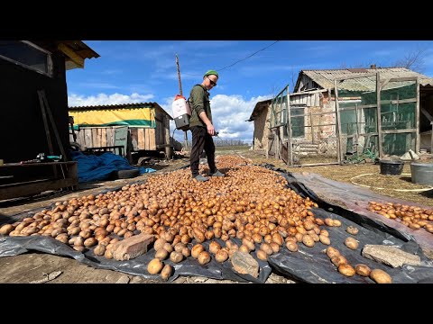 Видео: Самый главный овощ в селе! Готовим картофель к посадке!