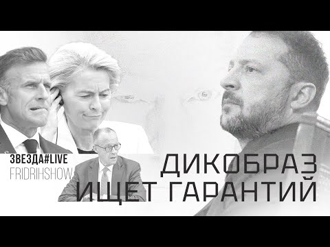 Видео: Дикобраз ищет гарантий