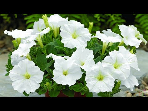 Видео: КАК СОХРАНИТЬ ПЕТУНИИ ЗИМОЙ? ЛЕГКО И ПРОСТО!!!