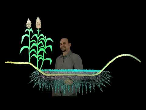 Видео: Как в Африке превращают пустыни в зеленые луга? Удивительные проекты озеленения! #африка