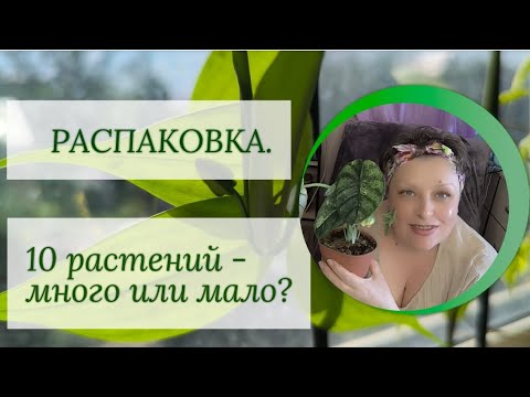 Видео: Распаковка 📦 из Череповца. 10 растений это много или мало?