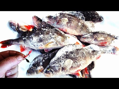 Видео: Самая убойная снасть для ловли окуня зимой.