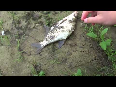 Видео: Утренний клев Белой рыбы на реке Сож на сало и пенопласт