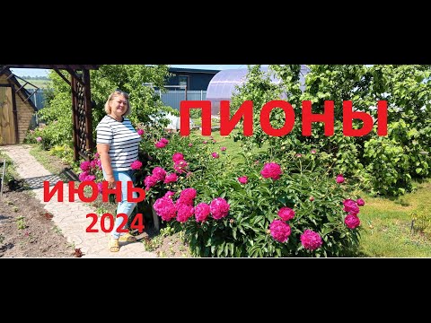 Видео: Наша Дача. Цветут пионы