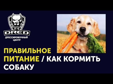 Видео: Правильное питание для собаки | Натуральная еда | Сброс, Набор, удержание веса | Что нельзя есть