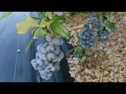 Видео: Выращивание ГОЛУБИКИ. Основные моменты. Что нужно знать заранее.