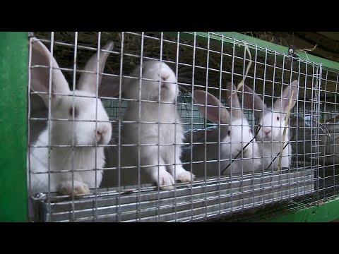 Видео: Сколько можно заработать на разведении кроликов. О хлебе насущном от 23.10.21