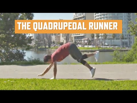 Видео: Самый быстрый в мире четвероногий бегун