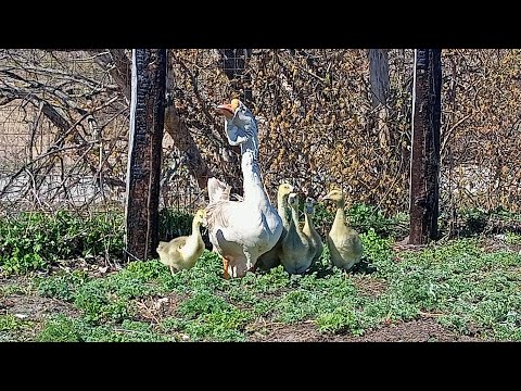 Видео: Первые холмогорские гусята на прогулке.