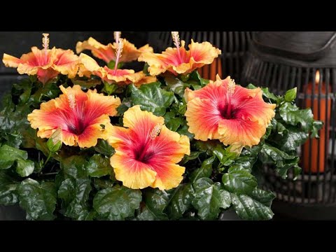 Видео: ВСЕ ПРО КІМНАТНИЙ ГІБІСКУС.ЯК Я БОРЮСЬ З ШКІДНИКАМИ НА ЦІЙ  РОСЛИНІ