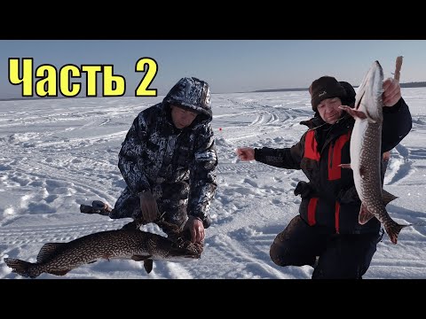 Видео: ЩУЧЬЕ БЕЗУМИЕ на Юконде, ХМАО-Югра. Часть 2, убойная.