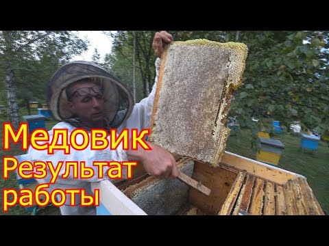 Видео: МЕДОВИК, результат по мёду